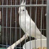 عروس هلندی نر آلبینو