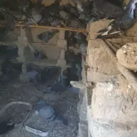 کبوتر فروش