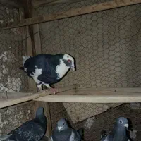 کفتر