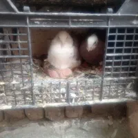 کفتر فروشی فوری یا معاوضه