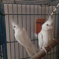 عروس هلندی آلبینو