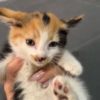 واگذاری گربه