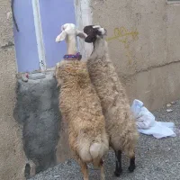۲ راس بره ماده سفید ابلغ خوشکل