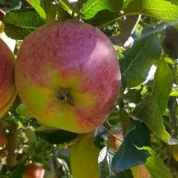 سیب قرمز لوکس