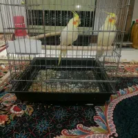 عروس هلندی نرو ماده