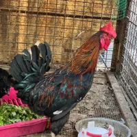 مرغ و خروس لری و مرغابی