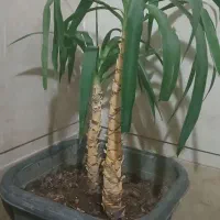 به علت جابه جاشدن منزل به فروش میرسد
