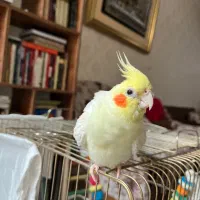 نیکو ۱ ساله از مشهد مقدس