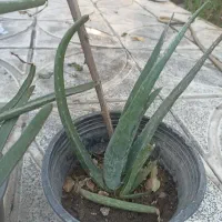 گل الوورا