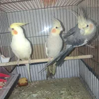 عروس هلندی