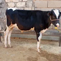 گوساله نر و ماده