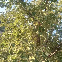 سیمکارت همراه اول