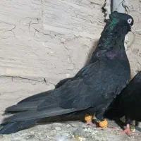 یک جفت سیاه آبادانی