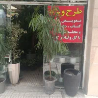 گل اپارتمانی امستر  برگ انجیری مانسترا  فیکوس