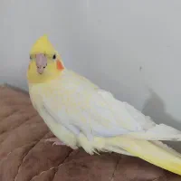 عروس هلندی ماده