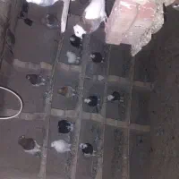 کبوتر