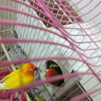 یک جفت کوتوله برزیل باقیمت مناسب زیبا و سالم
