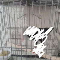 قفس پرنده