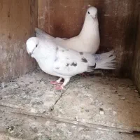 کبوتر|پرنده|زالیان, |دیوار