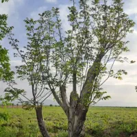 پیوند ،هرص،وخدمات گل وگیاه