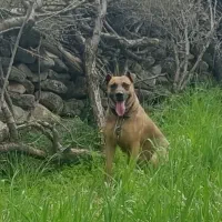 سگ چال درجه یک دو رگه پیت بول و مالینیوز