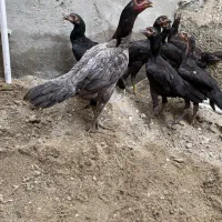 مرغ