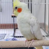 عروس هلندی