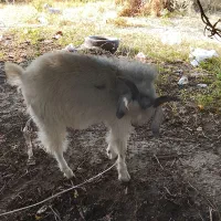 نری کورکی