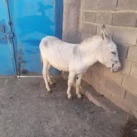 خرنر