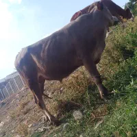 گاونریک ساله بلژیکی