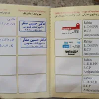 توله سگ|سگ|یزد, |دیوار