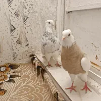 کبوتر طوقی