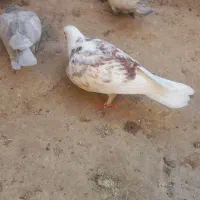 فروش جوجه کبوتر
