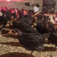 جوجه محلی گلپایگان