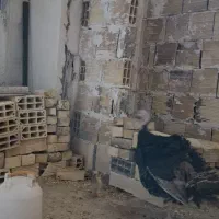بوقلمون با جوجه خودش