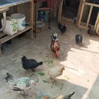مرغ