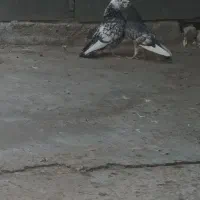 جفت زرهی کفتر اصیل