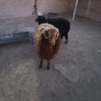 دوتا گوسفند نر چاق و چله و پر گوشت