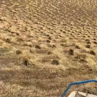درو گندم با دروگر