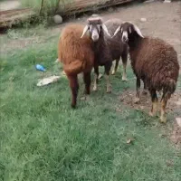 بره نر و ماده