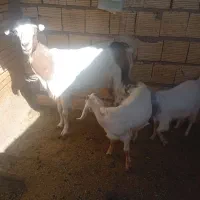 بز شیرا با دو تا کره