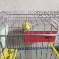 جفت مرغ عشق
