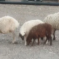 میش و بره