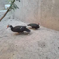 اردک اسرائیلی و بوغلمون