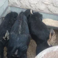 بز و دو تا بزغاله