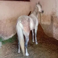 مادیان عرب مصری