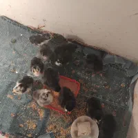 جوجه گلین.   مامونیه