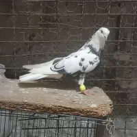 دونه ۲۰۰ تومن
