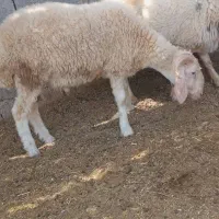 بره نر