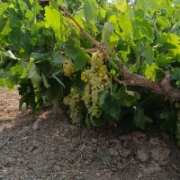 باغ-500-متری-سند-تک-برگ